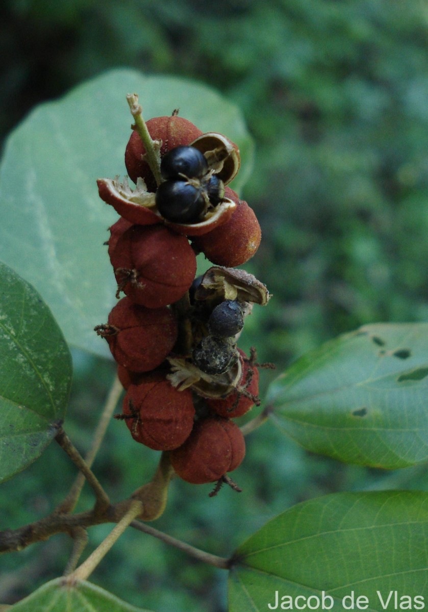 Mallotus philippensis (Lam.) Müll.Arg.